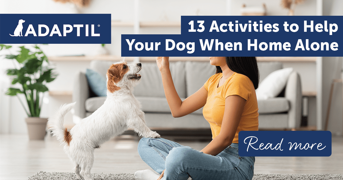 10 Ways to Keep Your Dog Entertained When You're Out of the Home
