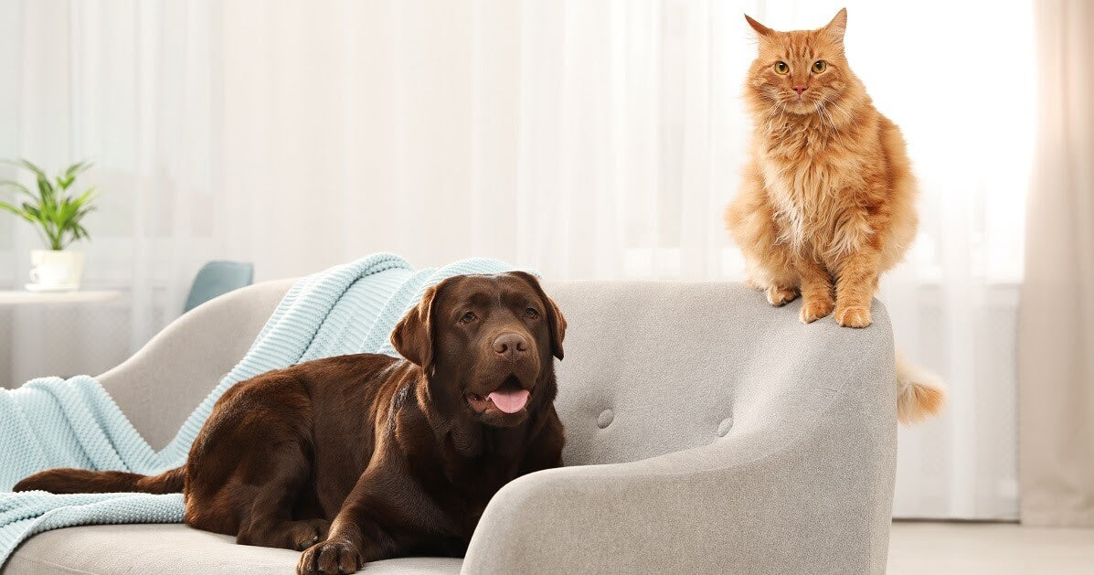 Why Do Dogs Hate Cats—and How Can You Help Them Get Along?
