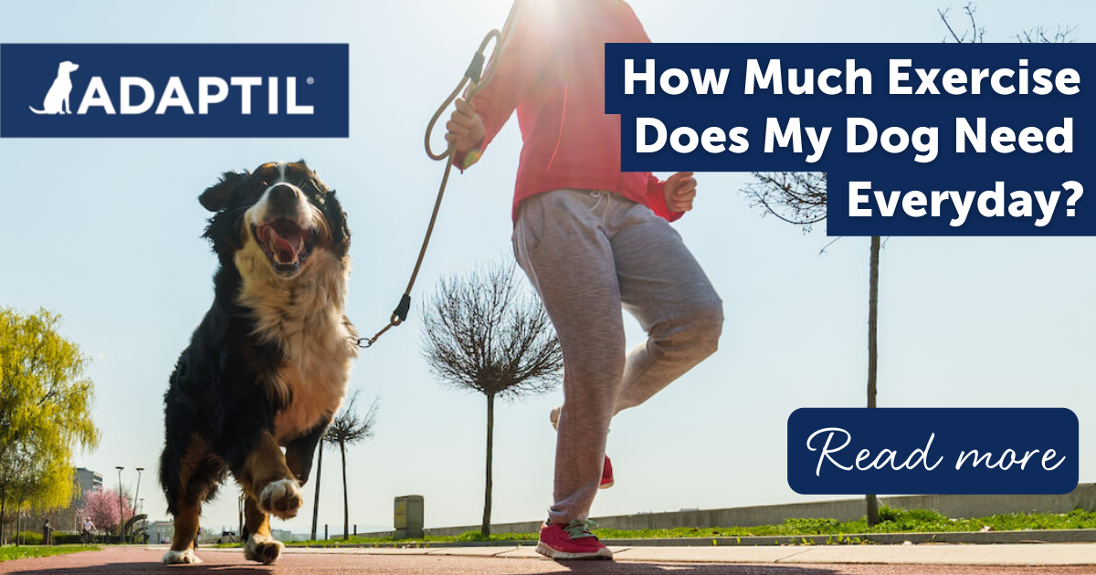 How Much Exercise Does a Dog Need Every Day?