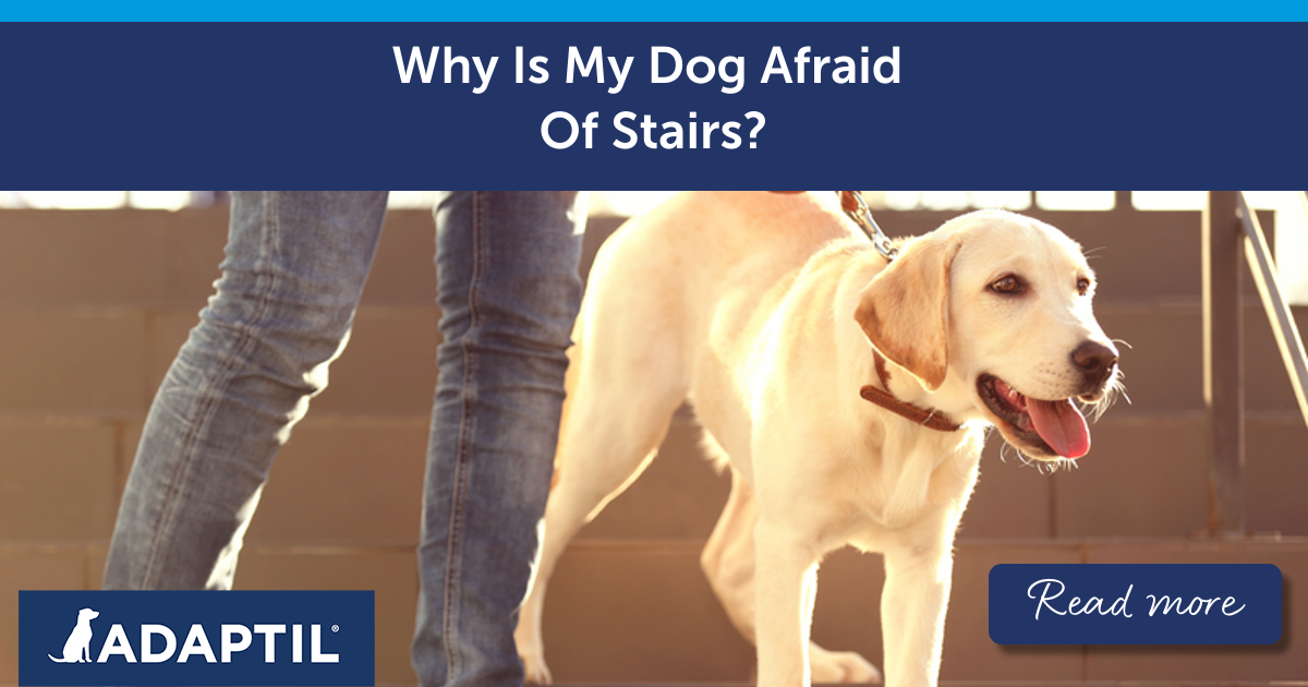 Why Is My Dog Afraid Of Stairs Dog Behaviour ADAPTIL