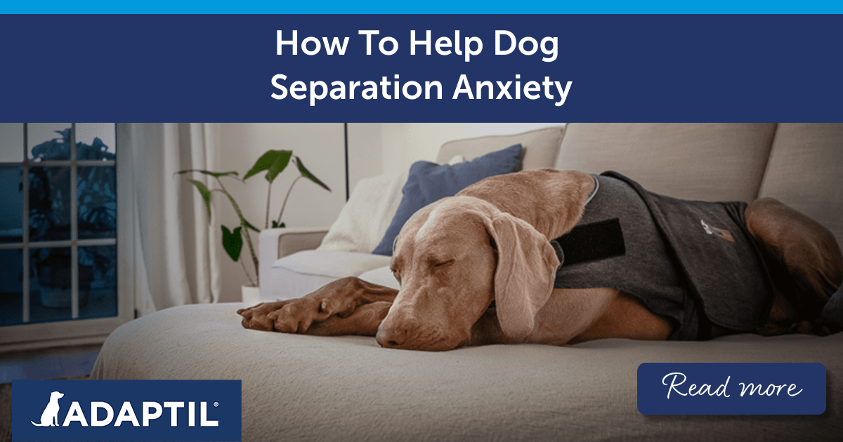 Separation Anxiety in Dogs Tips & Tricks