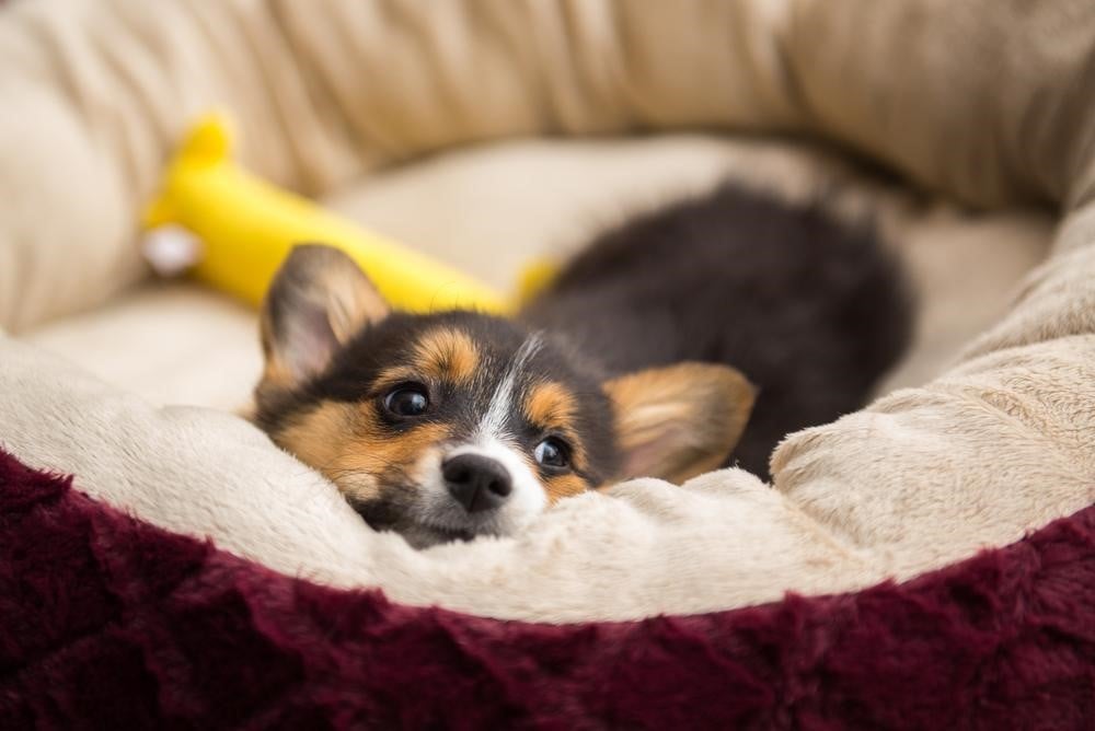 Puppy in bed best sale