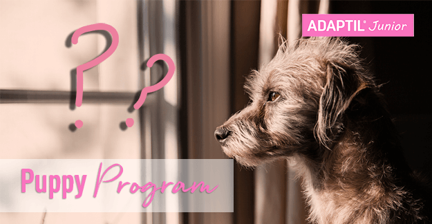 http://www.adaptil.co.uk/cdn/shop/articles/PuppyProgram-featured_home_20alone.png?v=1681807241