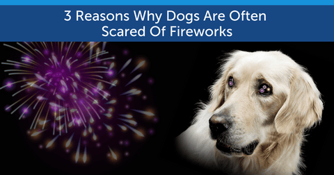 3 Reasons Why Dogs Are Often Scared Of Fireworks