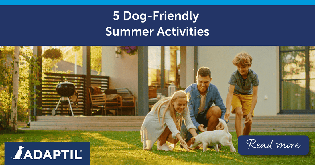 5 Dog-Friendly Summer Activities