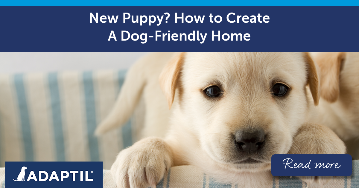 New Puppy? How To Create A Dog-Friendly Home