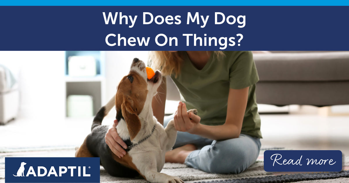 Why Does My Dog Chew On Things?