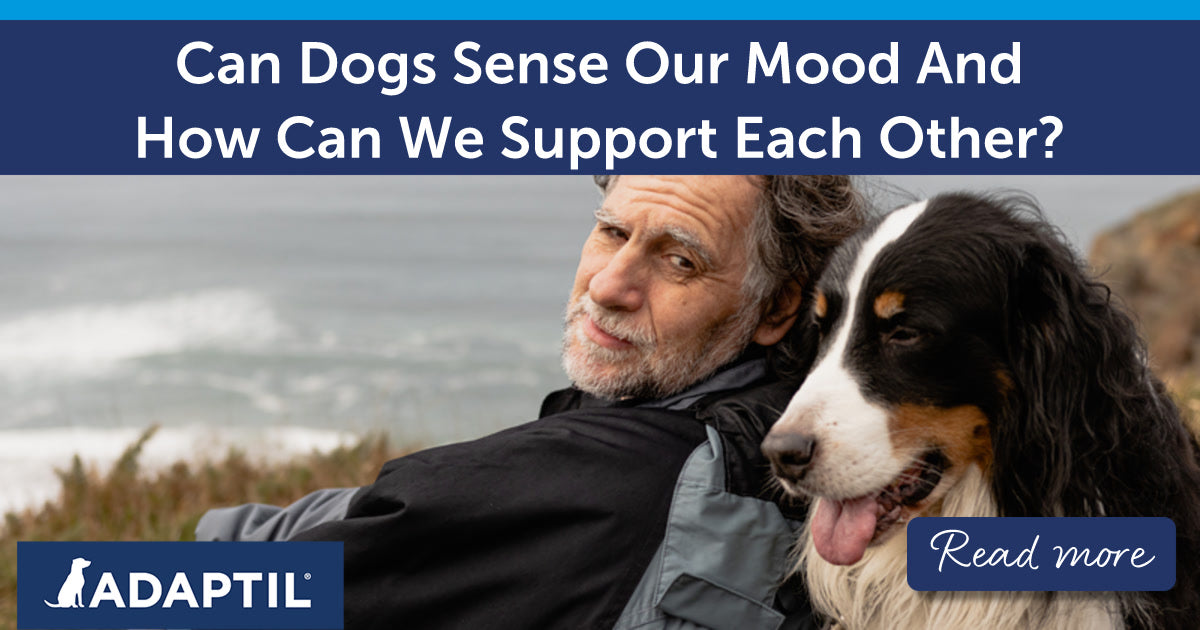 Can Dogs Sense Our Mood And How Can We Support Each Other?