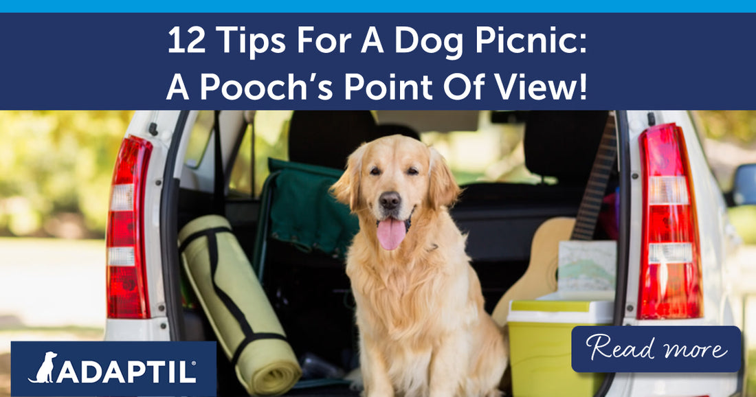 12 Tips For A Dog Picnic: A Pooch’s Point Of View!