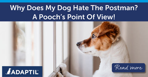 Why Does My Dog Hate The Postman? A Pooch’s Point Of View!