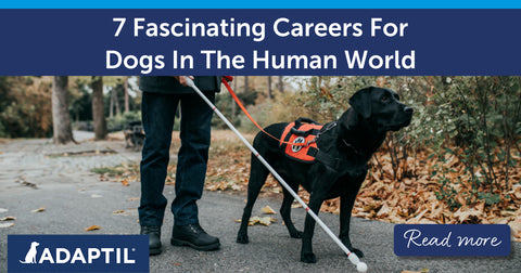 7 Fascinating Careers For Dogs In The Human World