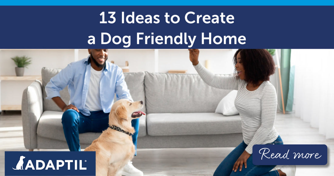 13 Ideas to Create a Dog Friendly Home