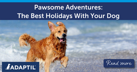 Pawsome Adventures: The Best Holidays With Your Dog