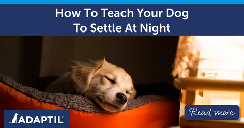 How To Teach Your Dog To Settle At Night