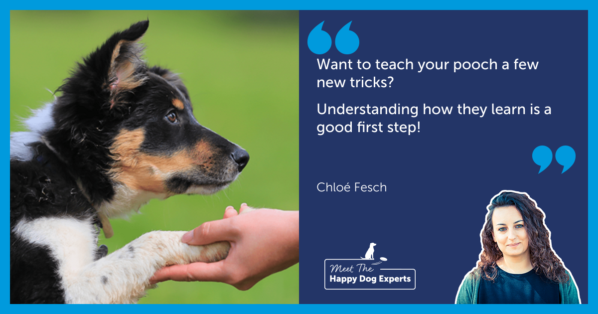 Happy Dog Expert: Understanding How Dogs Learn