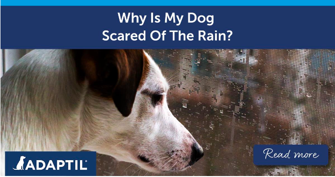 White puppy looking out the window at the rain.