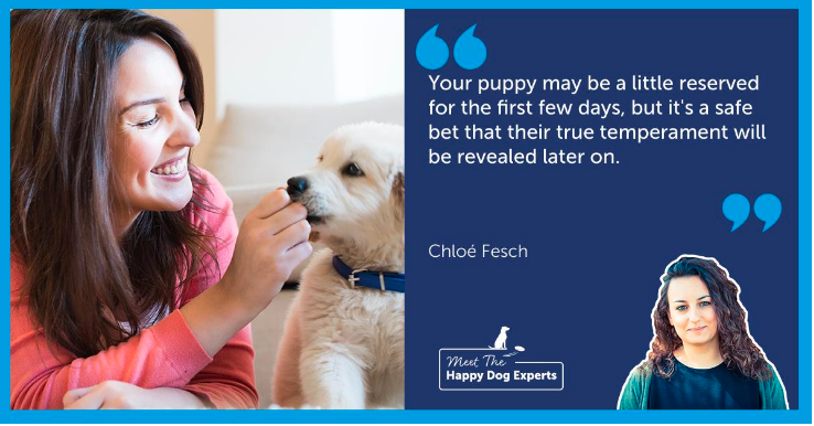 Happy Dog Expert: Supporting Your Puppy in Their First Weeks