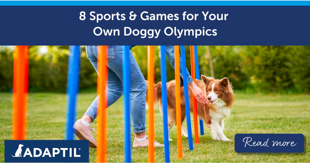 8 Sports and Games for Your Own Doggy Olympics