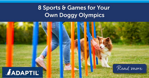 8 Sports & Games for Your Own Doggy Olympics
