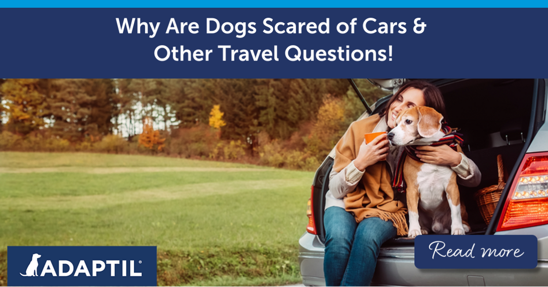 A woman and her dog sit in the back of the car with the boot open, enjoying a moment together