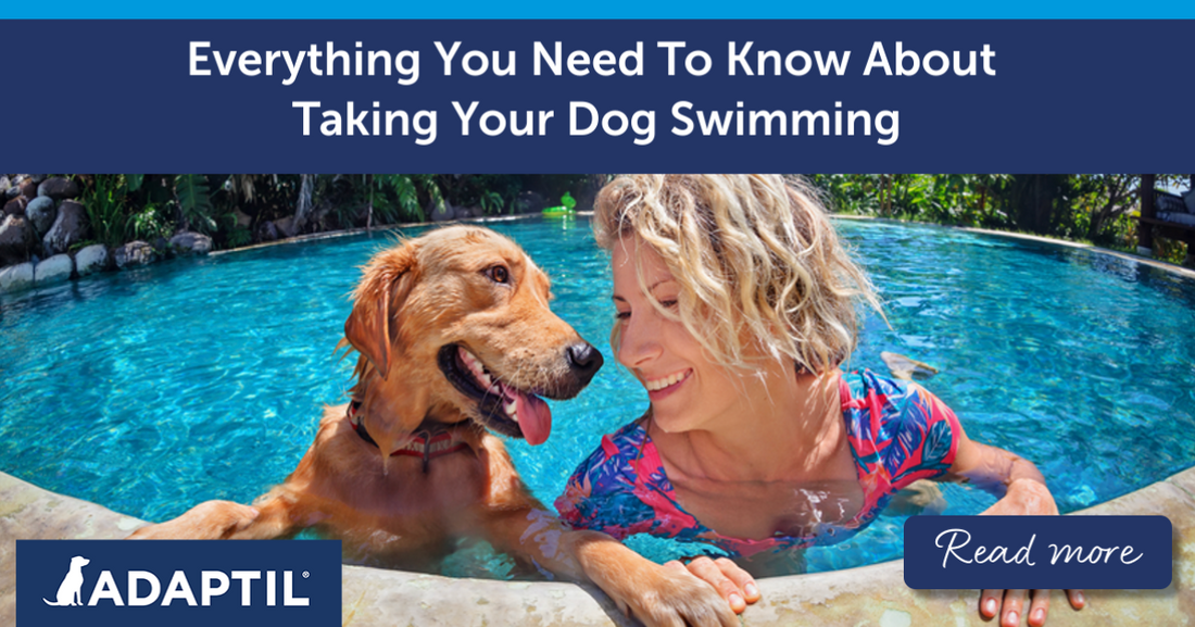 Woman and dog playing in the outdoor pool together.