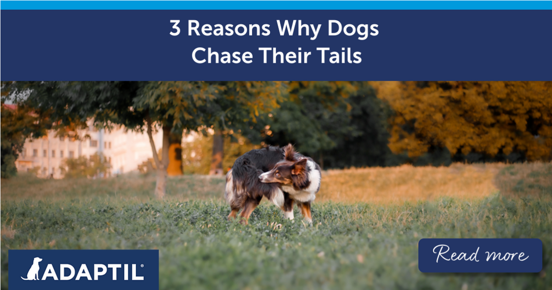 Border Collie dog reaching for their tail in a field.