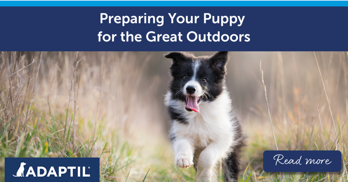 Border Collie puppy running in the grass