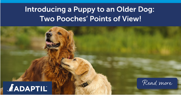 Pair of Golden Retrievers meeting each other near a lake.