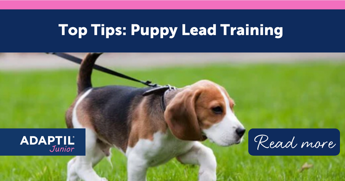 Top Tips: Puppy Lead Training