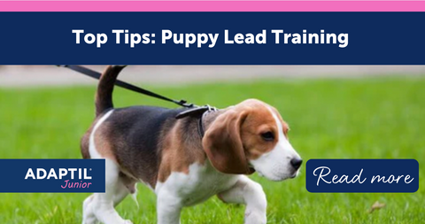 Top Tips: Puppy Lead Training