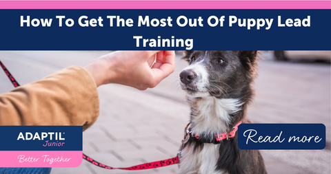 How To Get The Most Out Of Puppy Lead Training