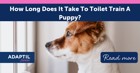 How Long Does it Take to Toilet Train A Puppy?