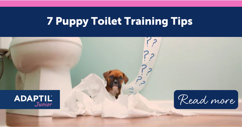 7 Puppy Toilet Training Tips