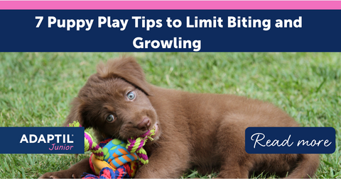 7 Puppy Play Tips to Limit Biting and Growling