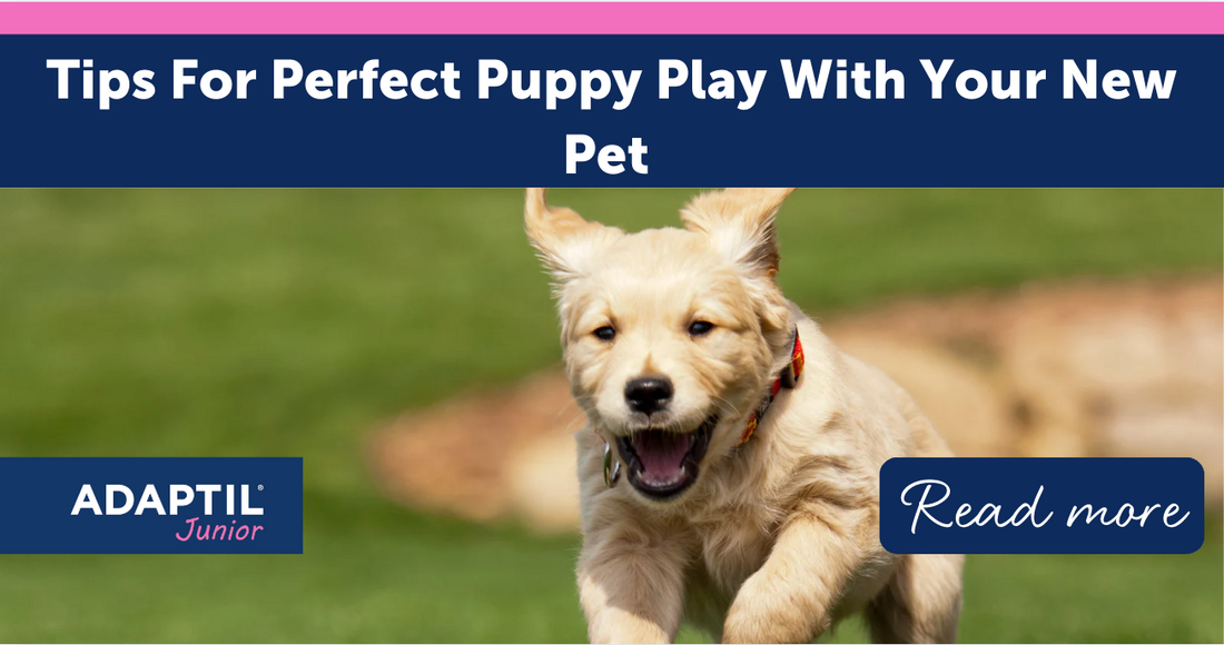 Tips For Perfect Puppy Play With Your New Pet