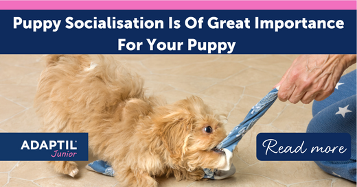 Puppy Socialisation Is Of Great Importance For Your Puppy