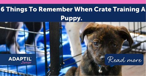 6 Things To Remember When Crate Training A Puppy