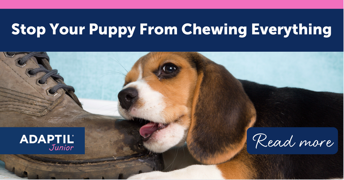 Stop Your Puppy from Chewing Everything