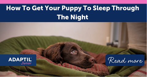 How to Get Your Puppy to Sleep Through the Night?