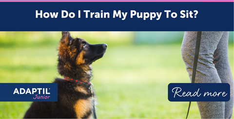 How Do I Train My Puppy To Sit?