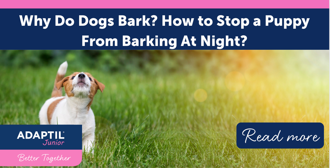 Why Do Dogs Bark? How to Stop a Puppy From Barking at Night?