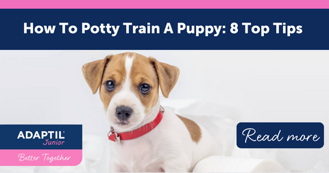 How to Potty Train A Puppy: 8 Top Tips