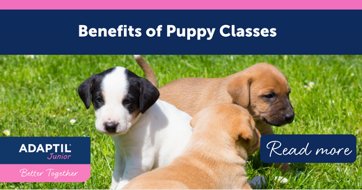 Benefits of Puppy Classes