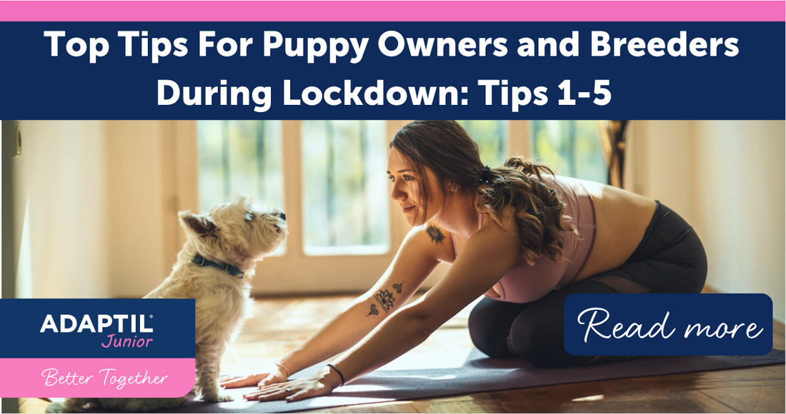 Top Tips For Puppy Owners and Breeders During Lockdown: Tips 1-5