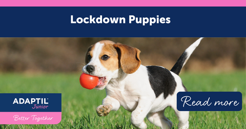 Lockdown puppies