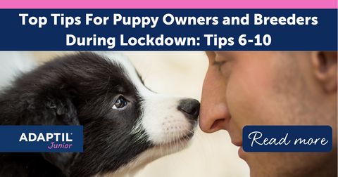 Top Tips For Puppy Owners and Breeders During Lockdown: Tips 6-10