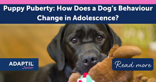 Puppy Puberty: How Does a Dog's Behaviour Change in Adolescence?