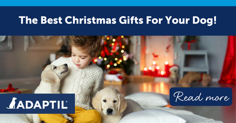 The Best Christmas Gifts For Your Dog