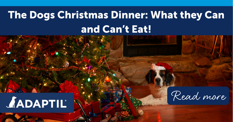 The Dog's Christmas Dinner: What They Can and Can't Eat