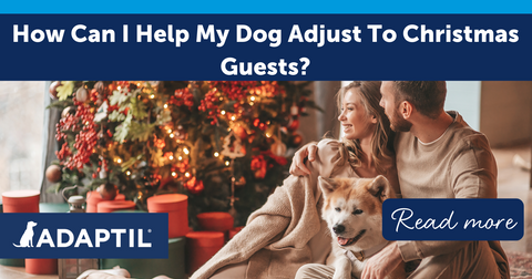 How Can I Help My Dog Adjust to Christmas Guests?